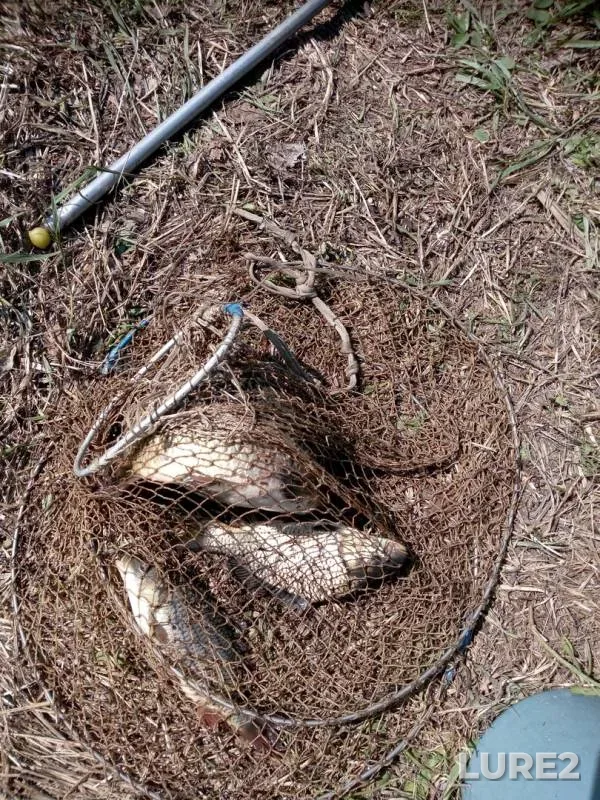 Carp, Crucian carp — Bayryaki, Jun 10, 2019