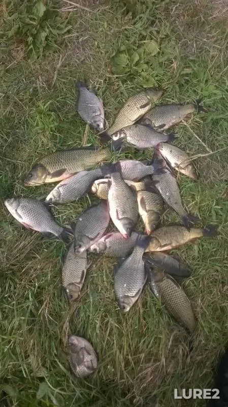 Carp, Crucian carp — Kostanayskaya oblast, Aug 31, 2018