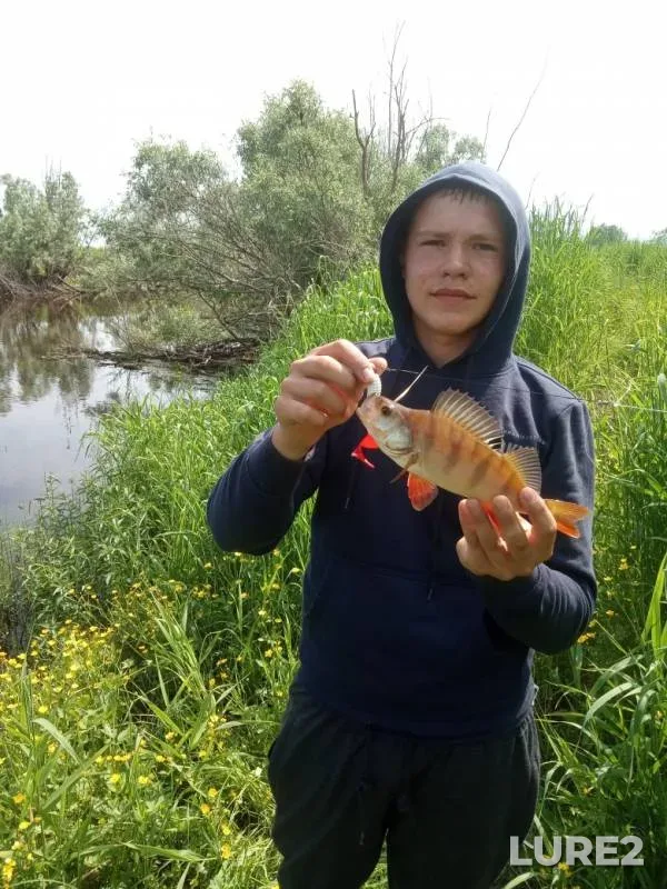 Perch, Pike — protoka Nikonova, Jul 11, 2019