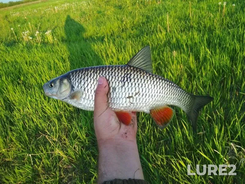 Chub, Ide — Sozh, May 13, 2019
