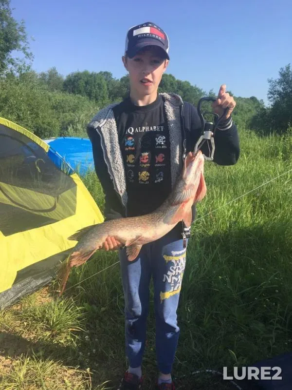 Wels catfish, Pike — Volkhov, Jun 09, 2019