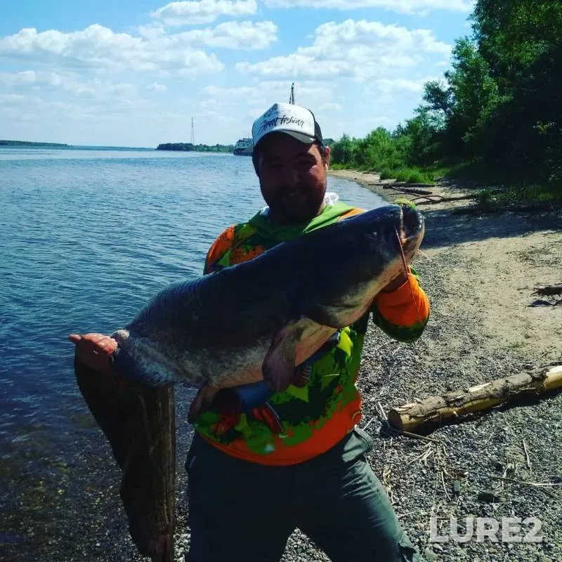 Wels catfish — Volga, Jun 11, 2019