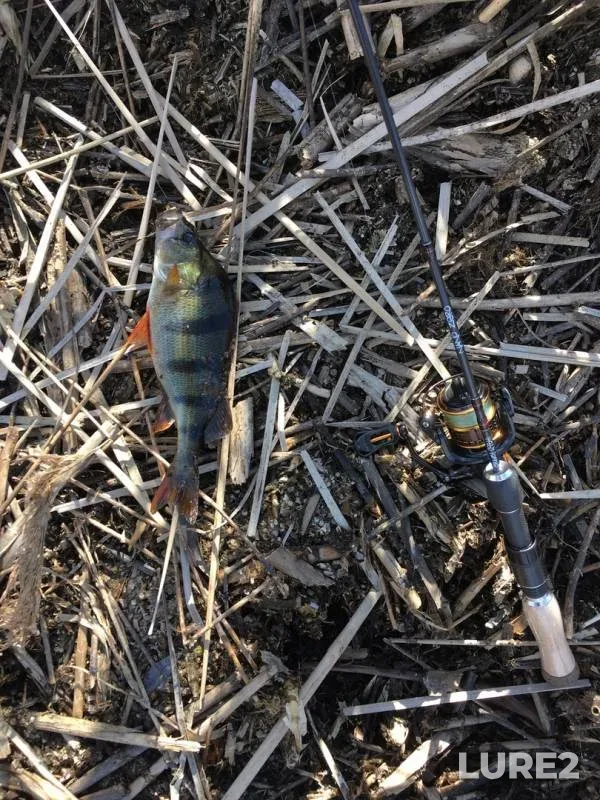 Chub, Crucian carp — Ulyanovskaya oblast, Apr 25, 2019