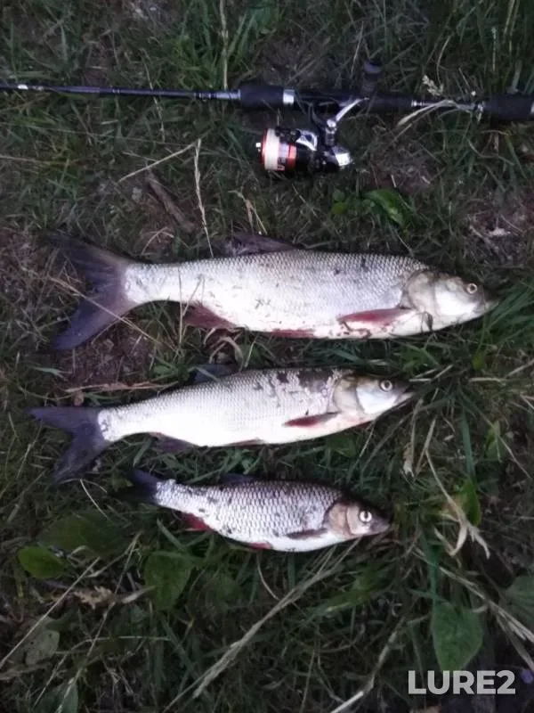 Asp, Chub — Volga, Jul 09, 2019