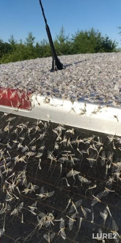 Bream, Perch — Volga, Jun 24, 2019