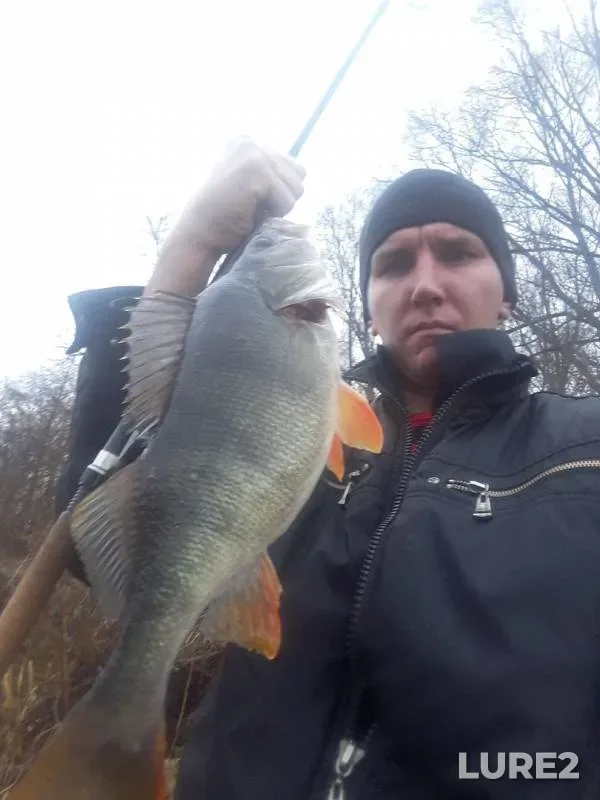 Perch — Don, Nov 12, 2019
