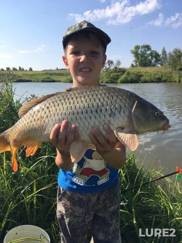 Carp — Tulskaya oblast, Jul 31, 2019