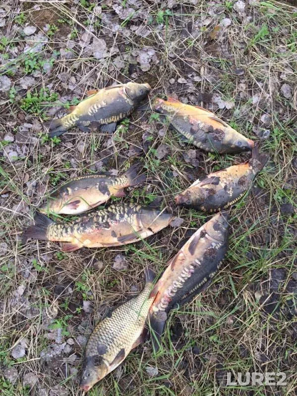 Carp — Yelchik, May 16, 2019