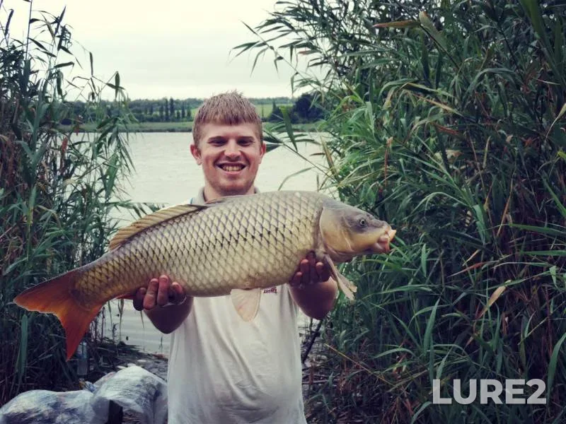 Carp — Kramatorskoye vodokhranilishche (Mayachkovskoye), Aug 14, 2016