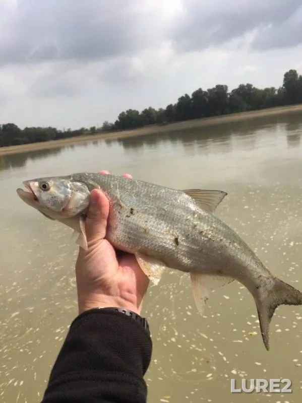Asp — Kuban, Sep 28, 2019