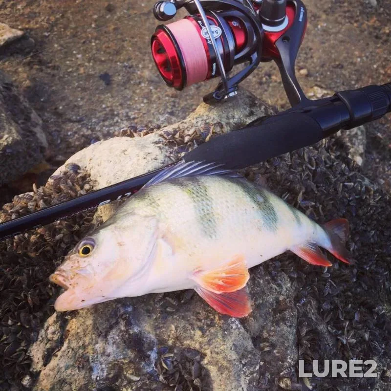 Perch — Kuban, Nov 17, 2019