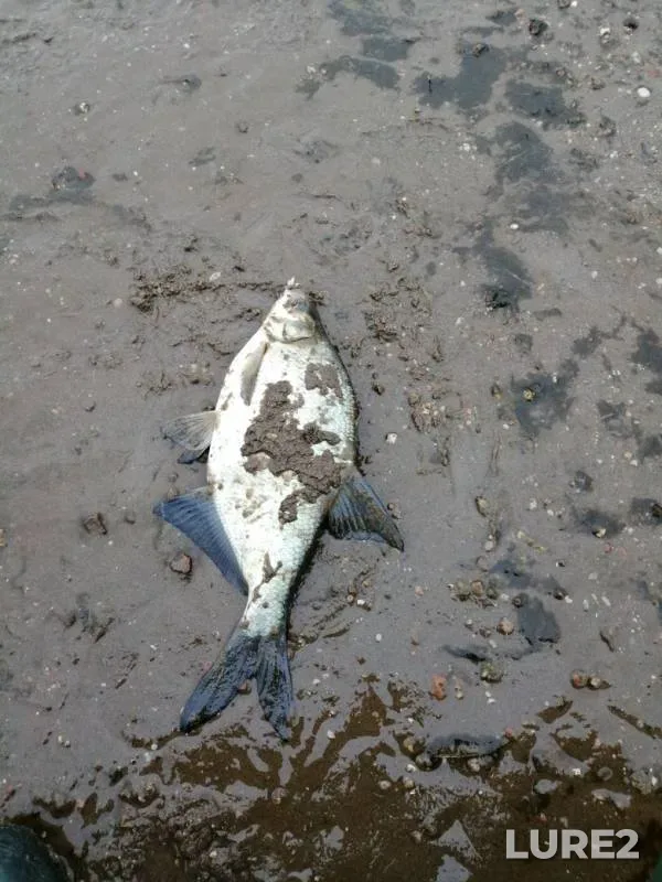 Bream, Perch — Volga, May 28, 2019