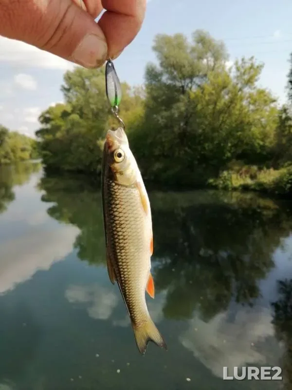 Chub — Pronya, Aug 08, 2019