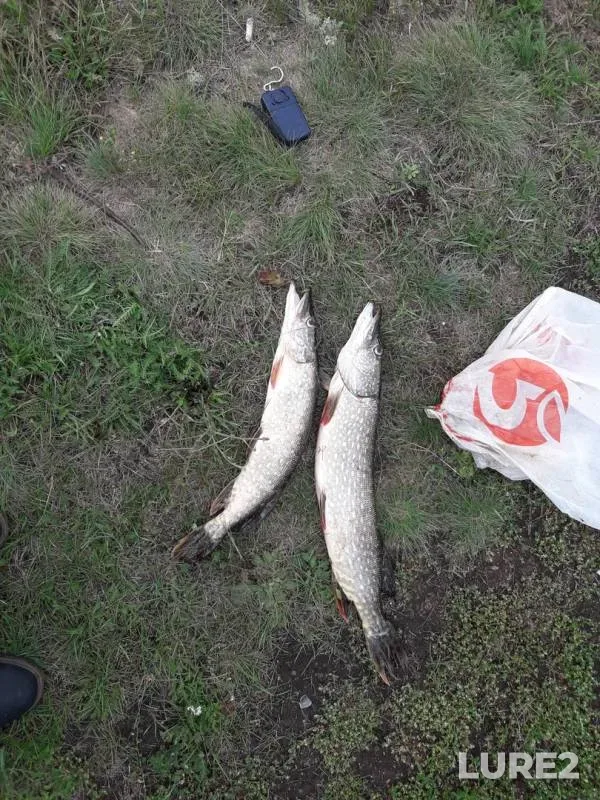 Pike — Zhiden (Babenka), Aug 18, 2019