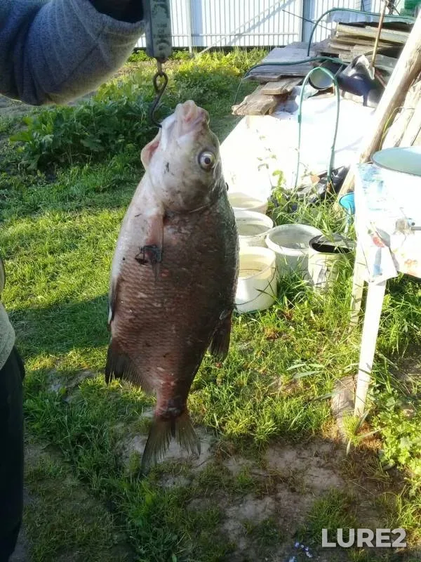 Bream — Oka, Sep 01, 2019