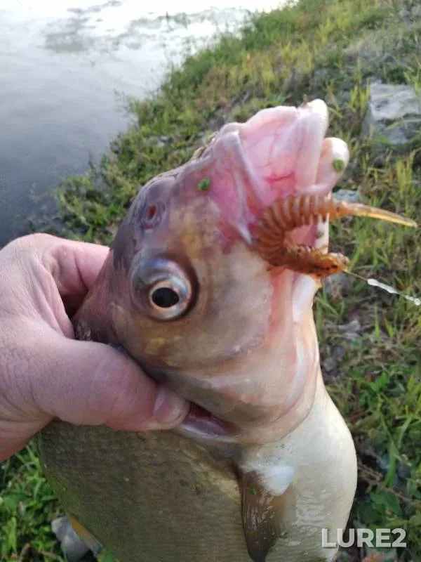 Bream — Oka, Sep 01, 2019