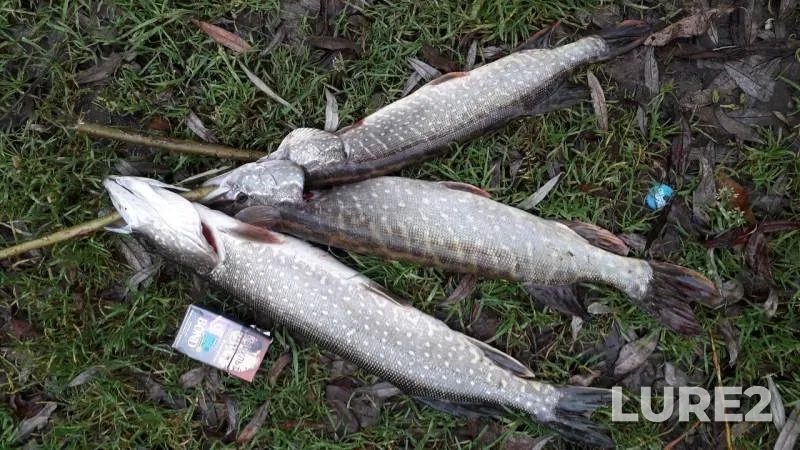 Pike — Skniga, Oct 31, 2019