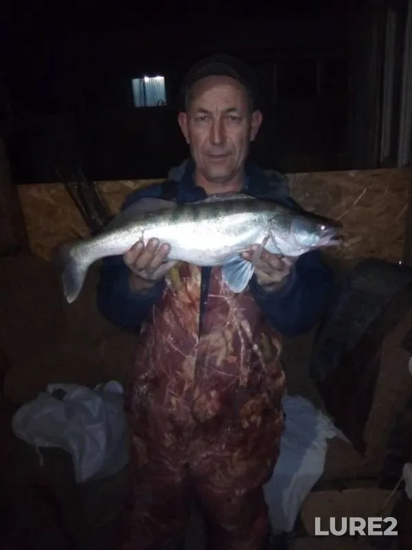 Zander — yerik Kanga (Bishtyubinka), Oct 28, 2019