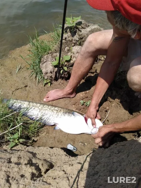 Wels catfish — Astrakhanskaya oblast, Krasnoyarskiy rayon, Jul 14, 2019