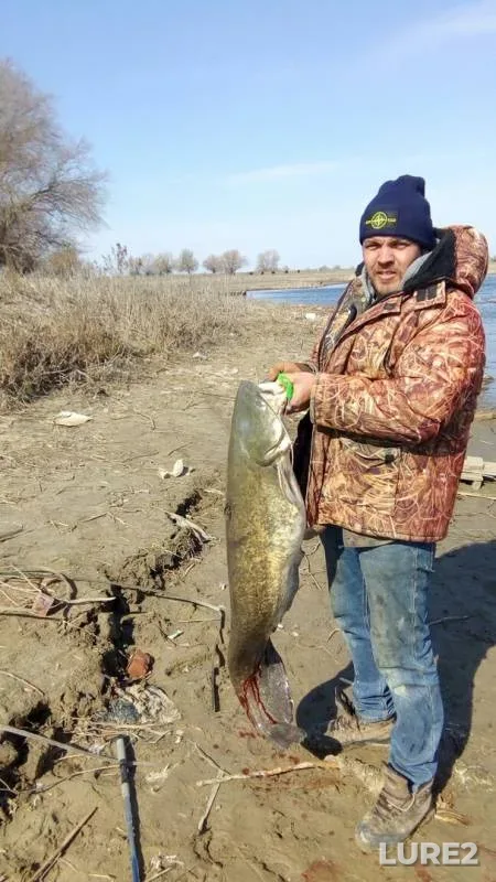 Wels catfish — Rycha, Mar 30, 2019