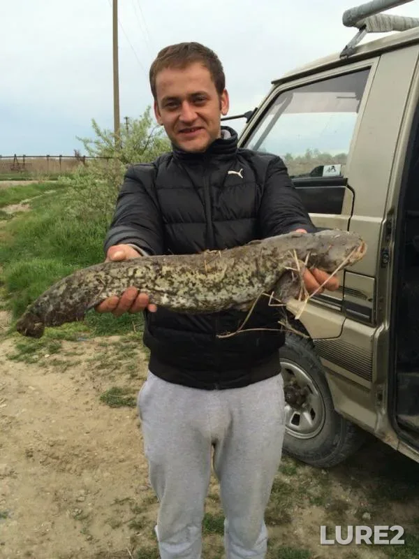 Wels catfish — Kuban, Apr 25, 2016