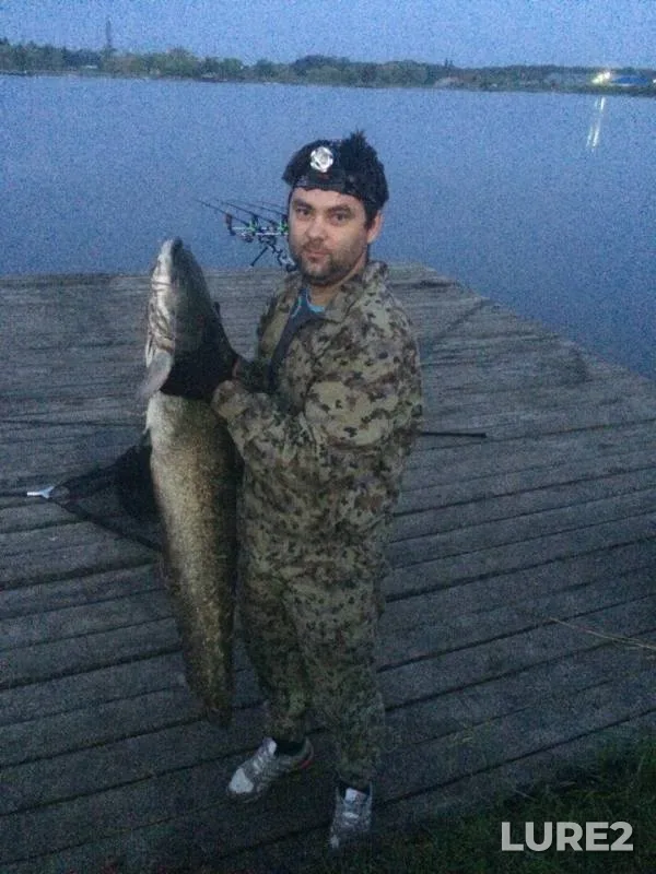 Wels catfish — Krasnodarskiy kray, Jul 01, 2016