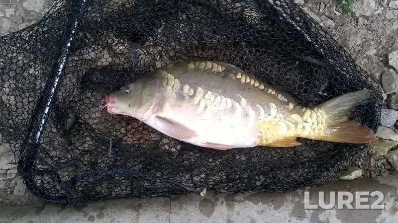 Carp — Krasnodarskiy kray, Jul 04, 2016