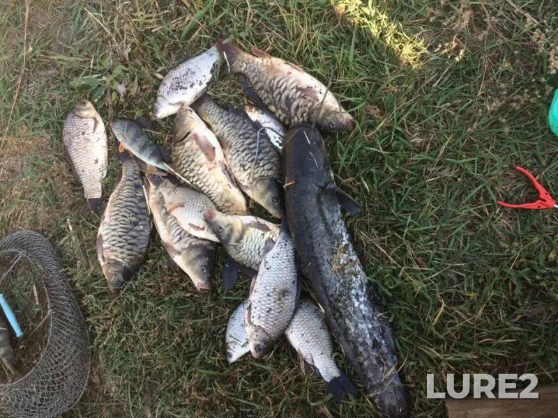 Wels catfish, Crucian carp — Tikhonkaya, Oct 15, 2017