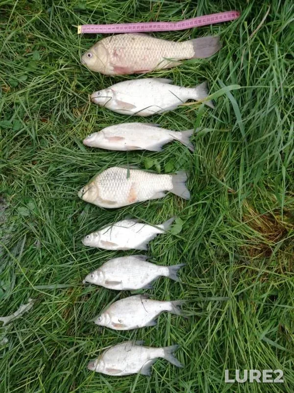 Bream, Crucian carp — Kochety, May 22, 2019