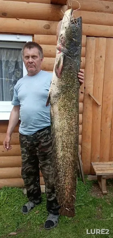 Wels catfish — Kilmez, Jul 25, 2019
