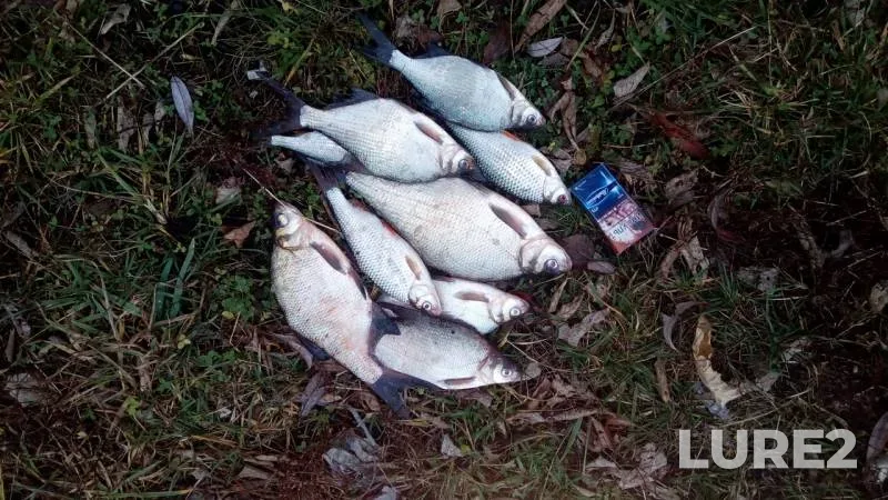 Bream, Roach — Oka, Nov 10, 2019