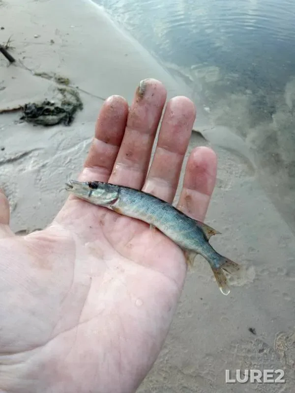 Bream, Wels catfish — Gus, Jul 14, 2019