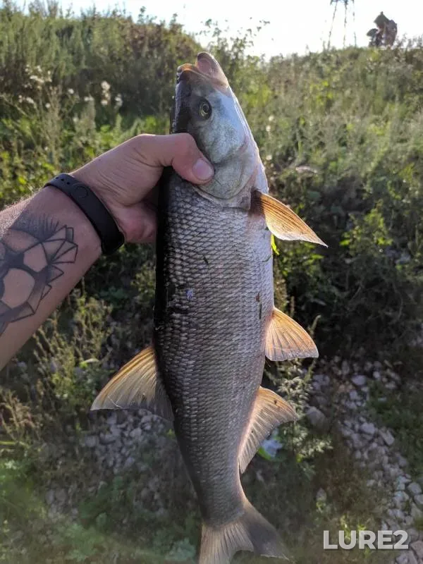 Asp, Perch — Belaya, Aug 18, 2019