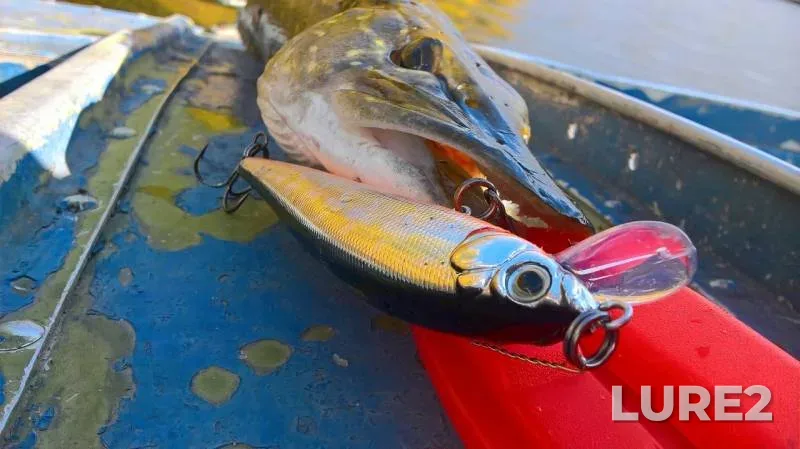 Pike — Saratovskaya oblast, Oct 01, 2019