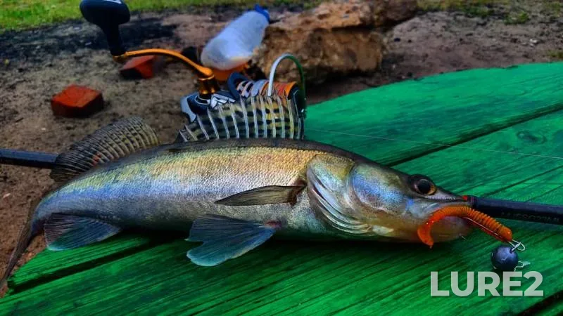 Zander — Berd, Jun 01, 2019