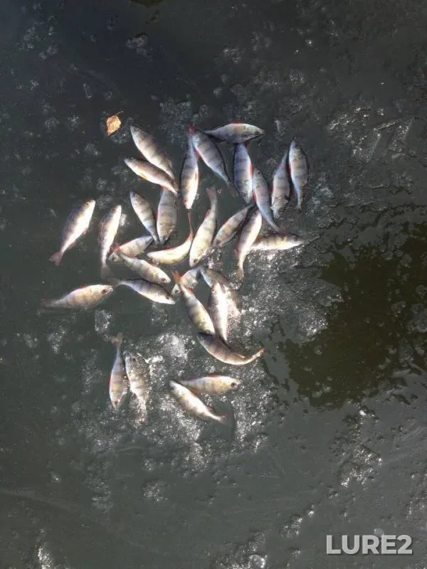 Perch — Kaluzhskaya oblast, Dzerzhinskiy rayon, Nov 26, 2014