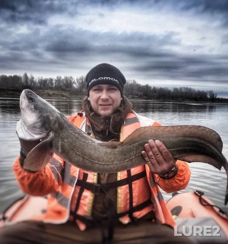 Burbot — Bolshaya protoka, Oct 07, 2019