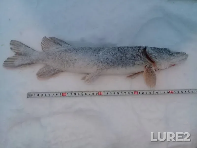 Pike — Nizhnekamskoye, Feb 09, 2019