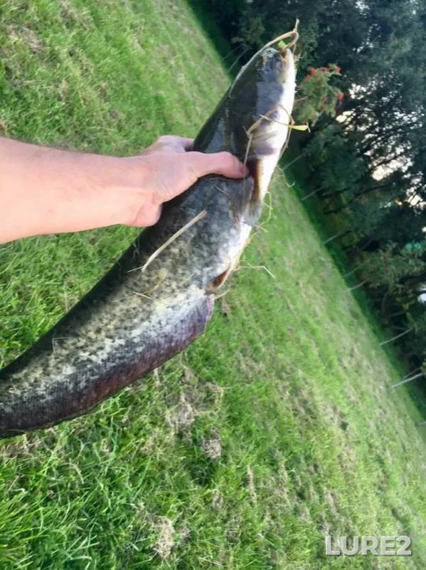 Wels catfish — Svisloch, Aug 18, 2019