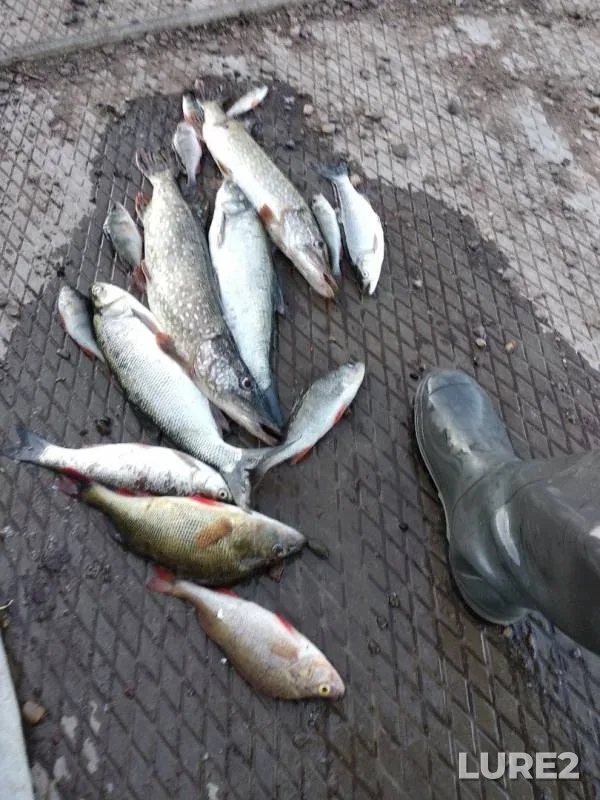 Asp, Perch — Kama, Aug 24, 2019