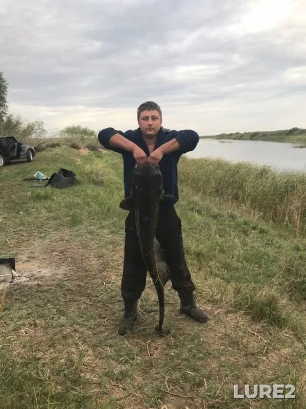 Wels catfish — Aktyubinskaya oblast, Aug 20, 2019
