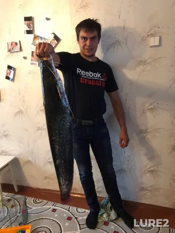 Wels catfish — Svisloch, Sep 09, 2019