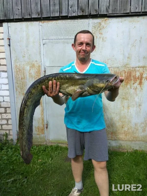 Wels catfish — Slidets, Aug 25, 2019