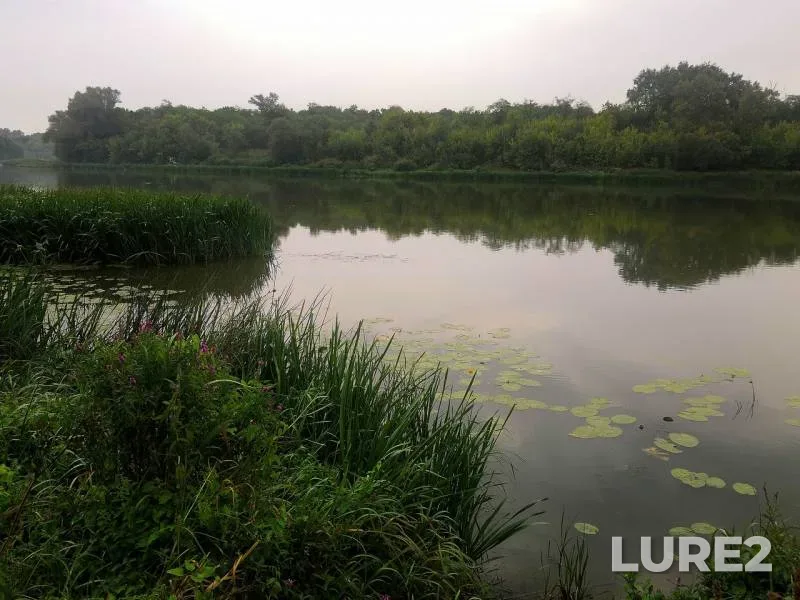 Bream, Crucian carp — Don, Aug 17, 2019