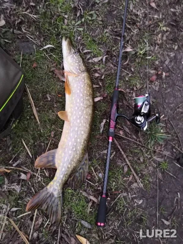 Pike — Zarosshiy, Nov 04, 2019