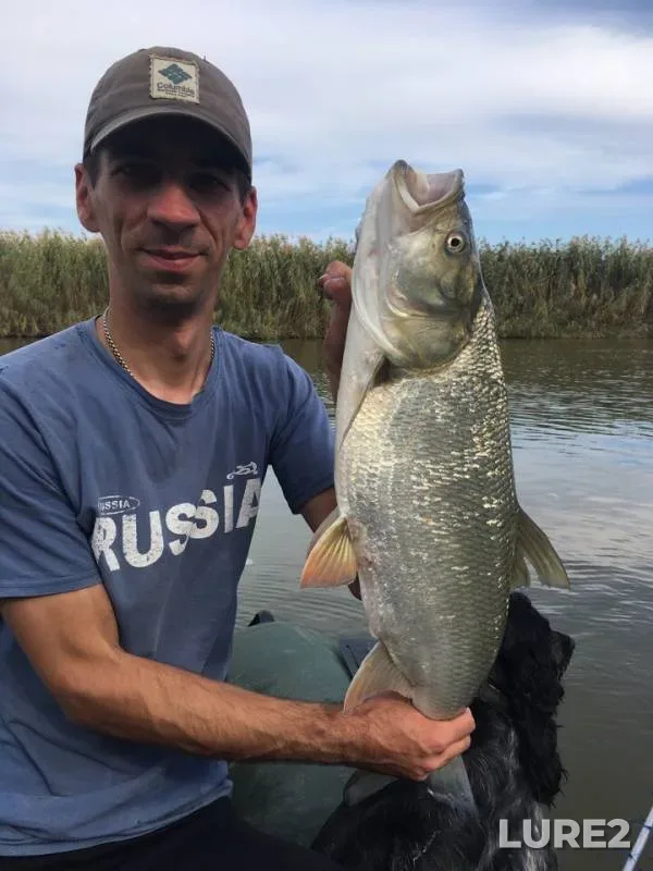 Asp — Astrakhanskaya oblast, Kamyzyakskiy rayon, Dec 20, 2018