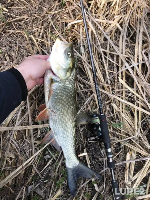 Asp, Chub — Bystraya Sosna, Apr 18, 2019