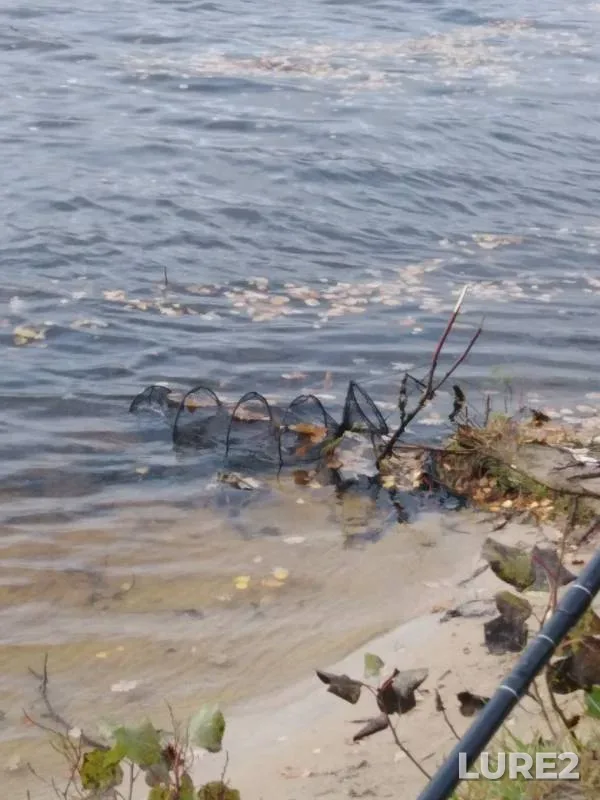 Wels catfish — Vetluga, Oct 05, 2019