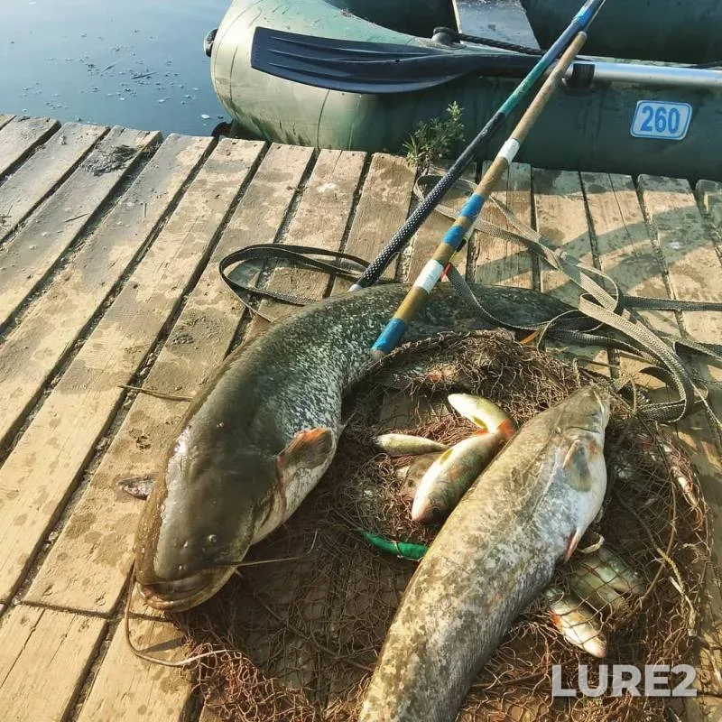 Wels catfish, Perch — Kurchanskiy liman, Aug 01, 2019