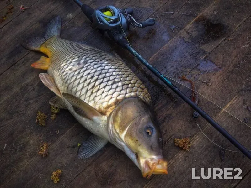 Carp, Perch — Dnepr, May 01, 2019